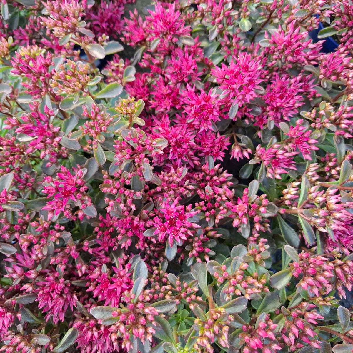 Sedum spurium 'Fuldaglut' P9