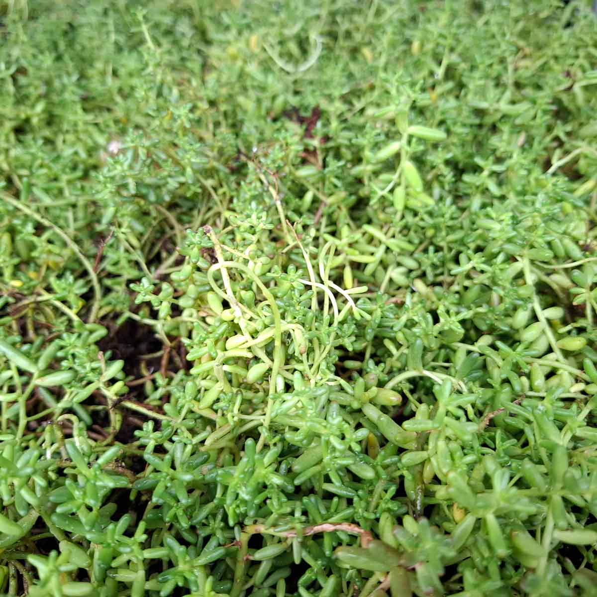 Sedum spurium 'Album' P9
