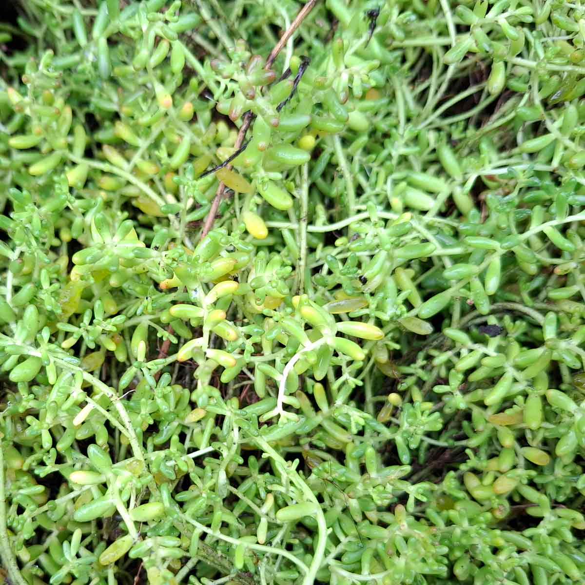 Sedum album 'Coral Carpet' P9