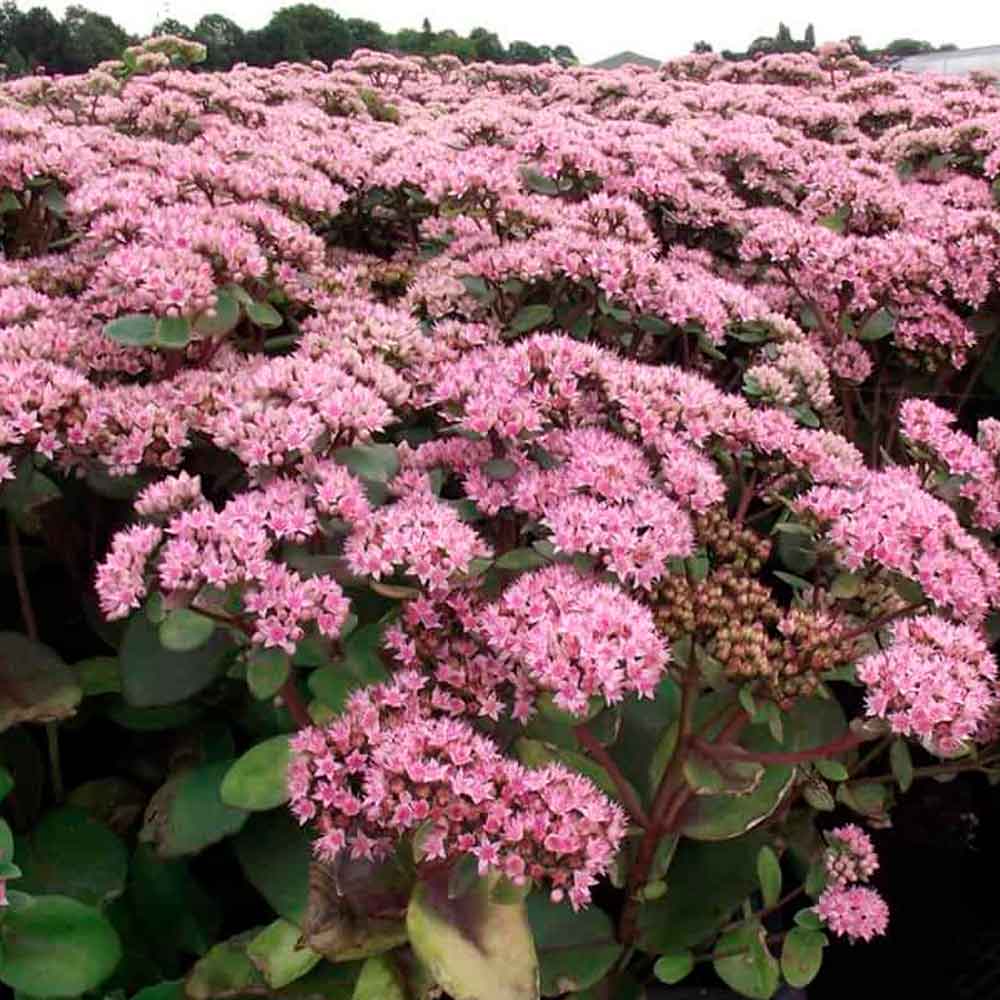 Sedum 'Matrona' P9