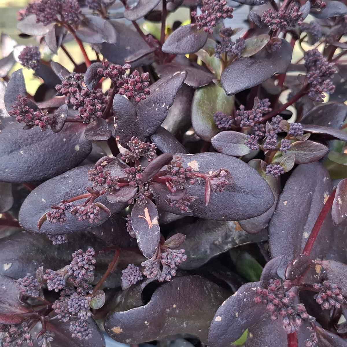 Sedum t. 'Touchdown Teak' P9