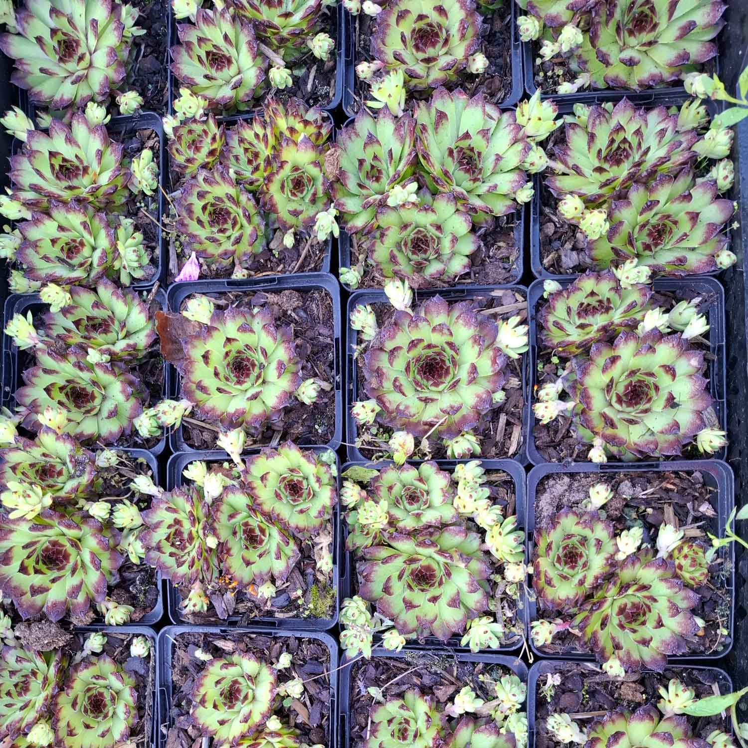 Sempervivum 'Black Top' P9