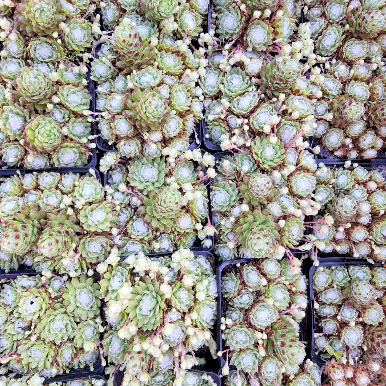 Sempervivum arachnoideum P9