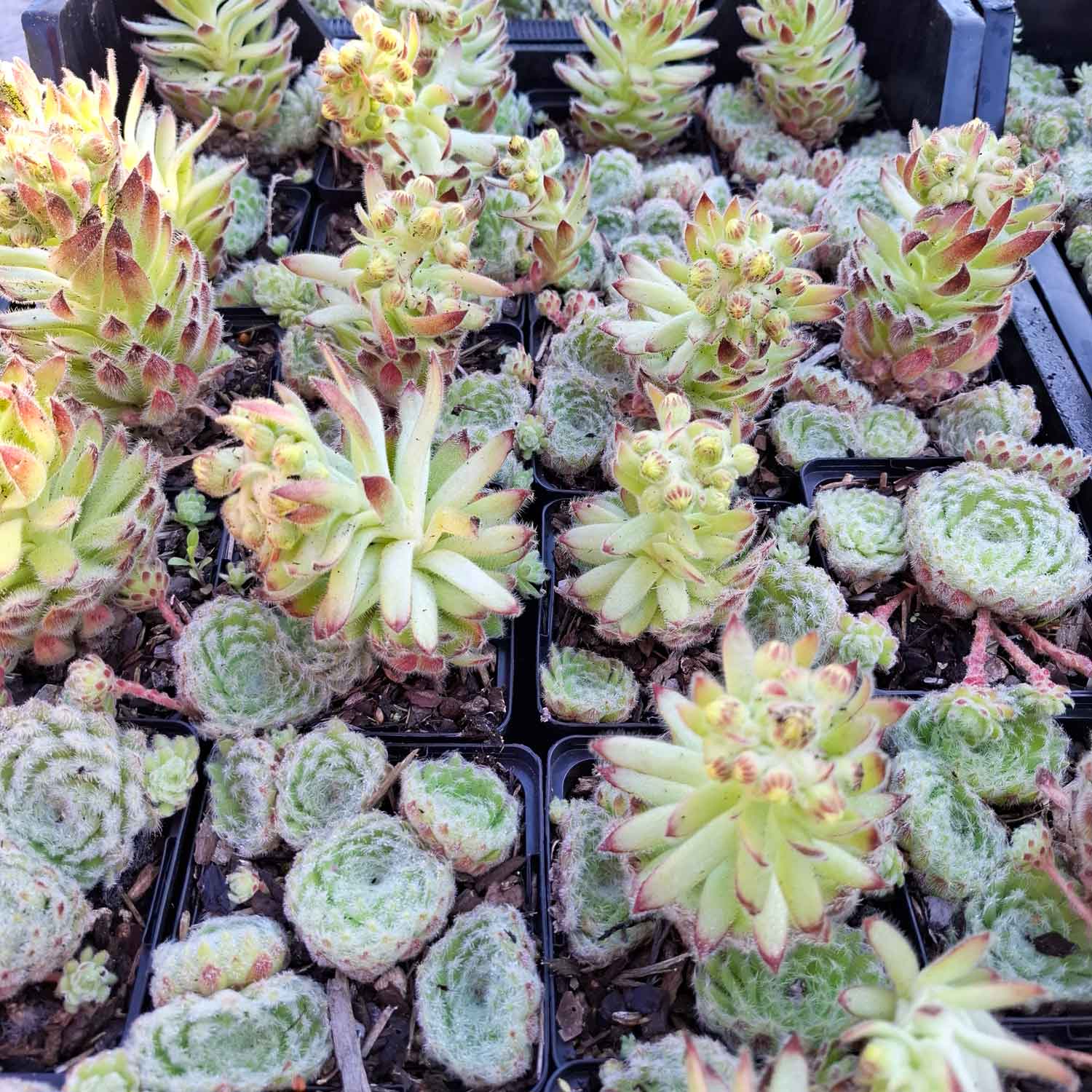 Sempervivum ciliosum borisii P9