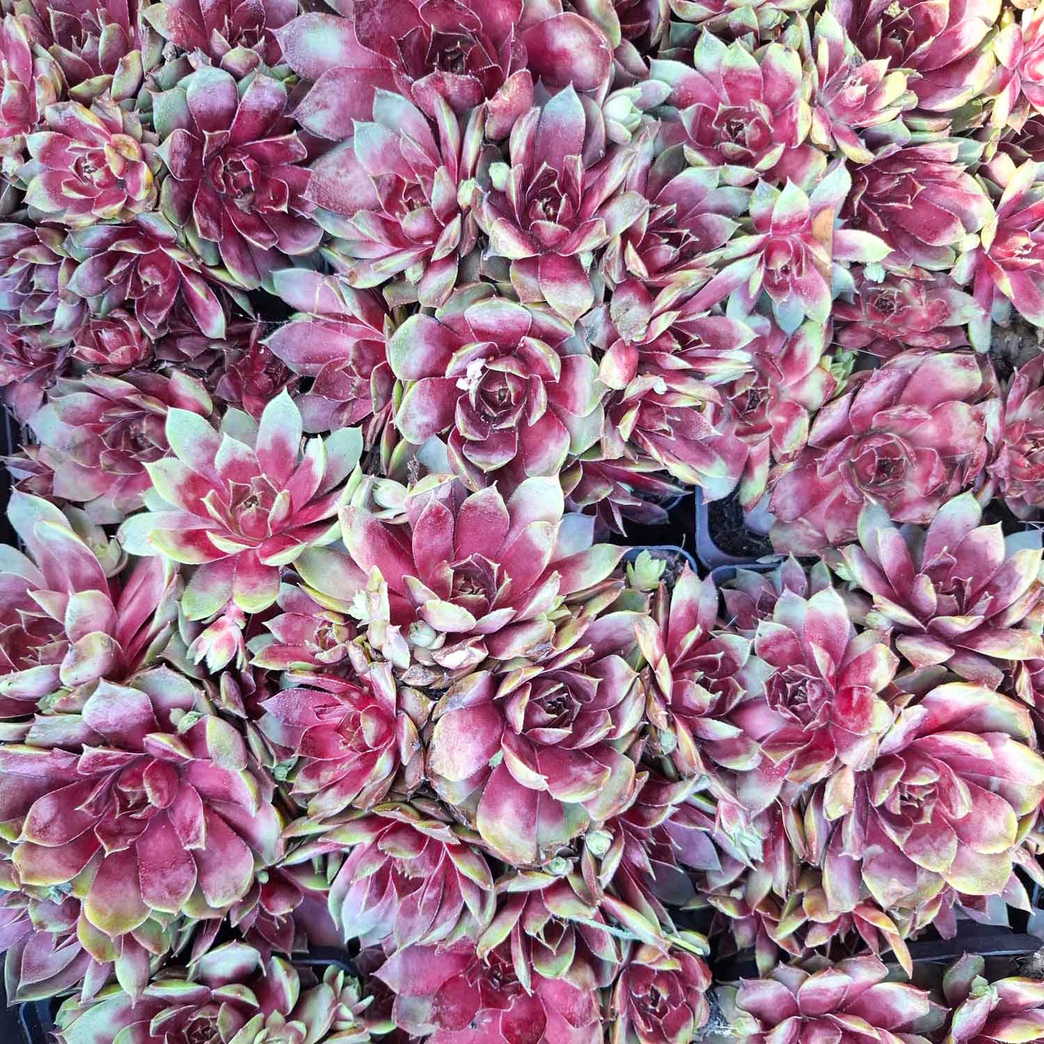 Sempervivum tectorum pyrenaicum P9