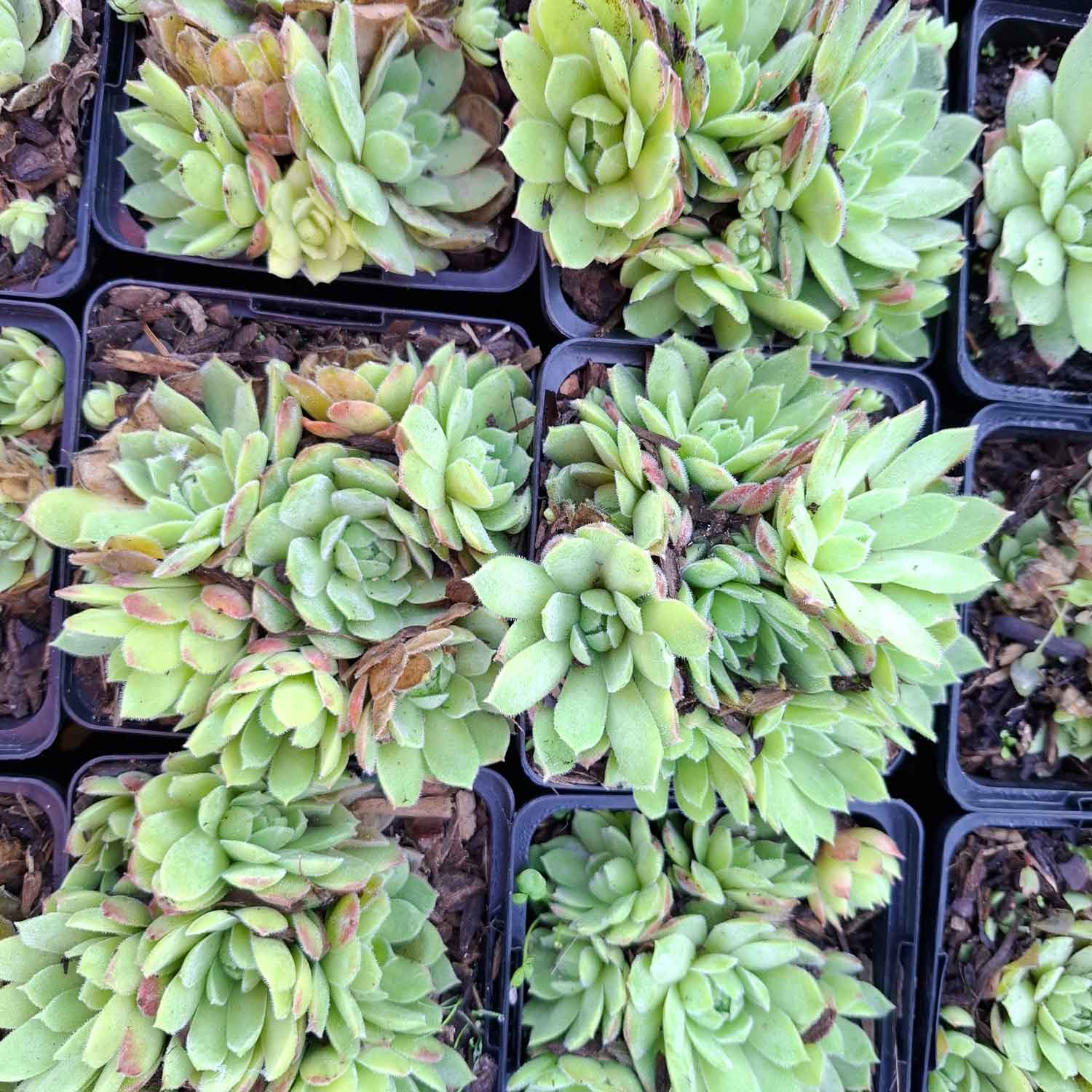 Sempervivum tectorum P9