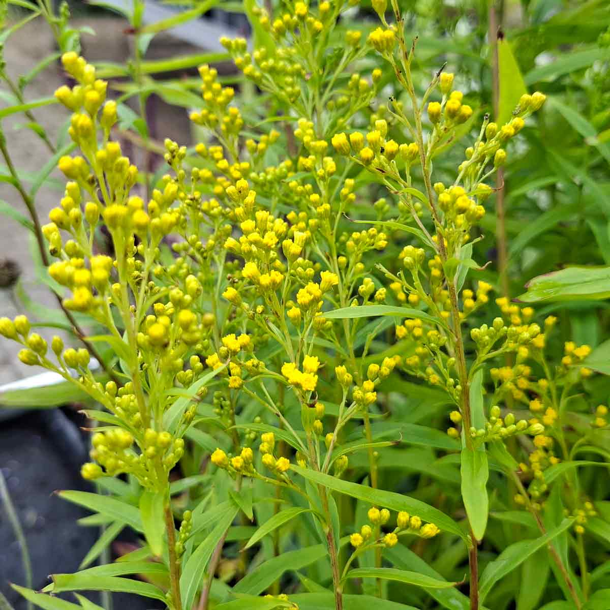 Solidaster luteus 'Lemore' P9