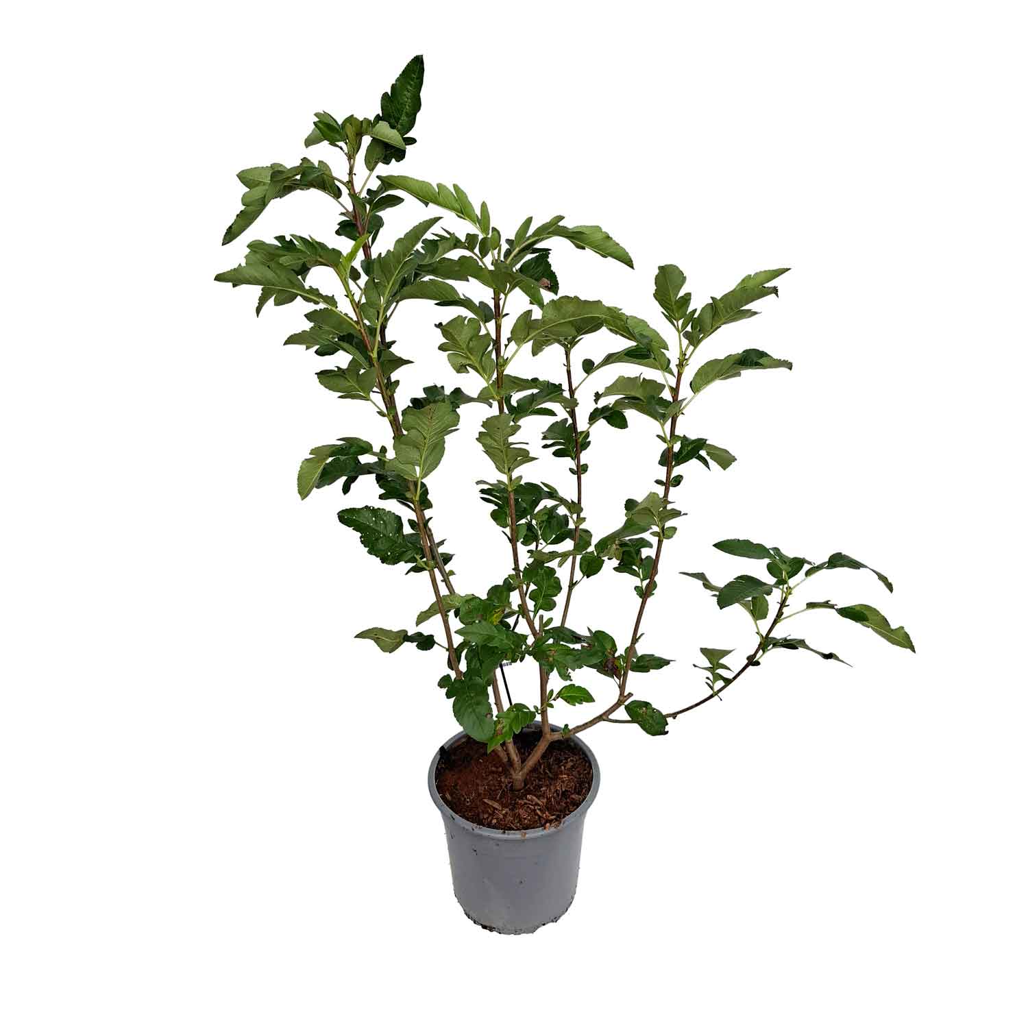 Sorbus X 'Burka' C5