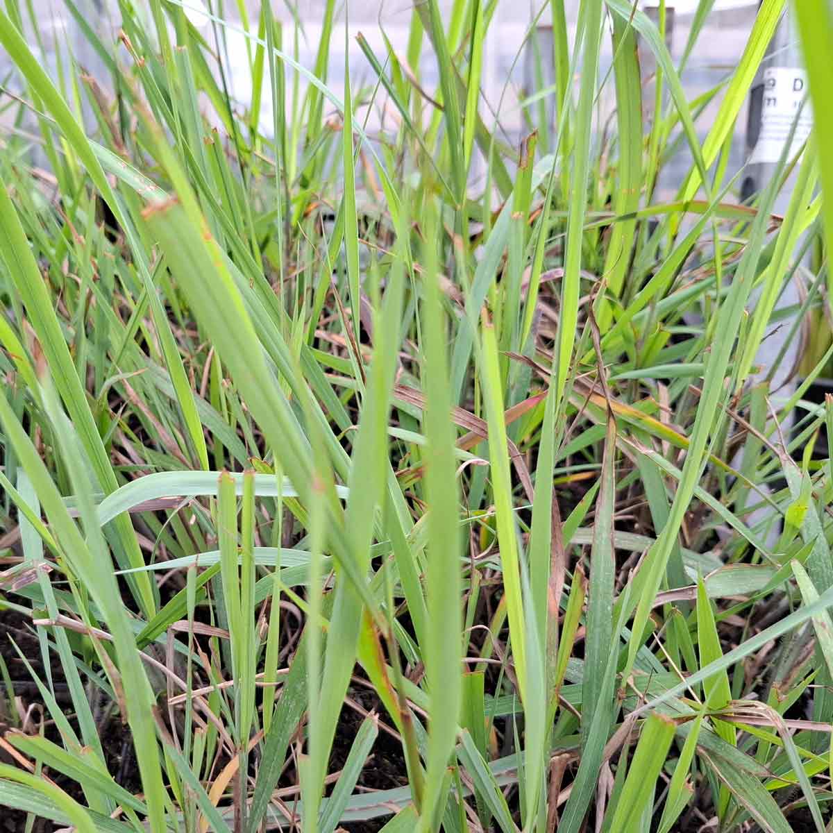 Sorghastrum n. 'Indian Steel' P9