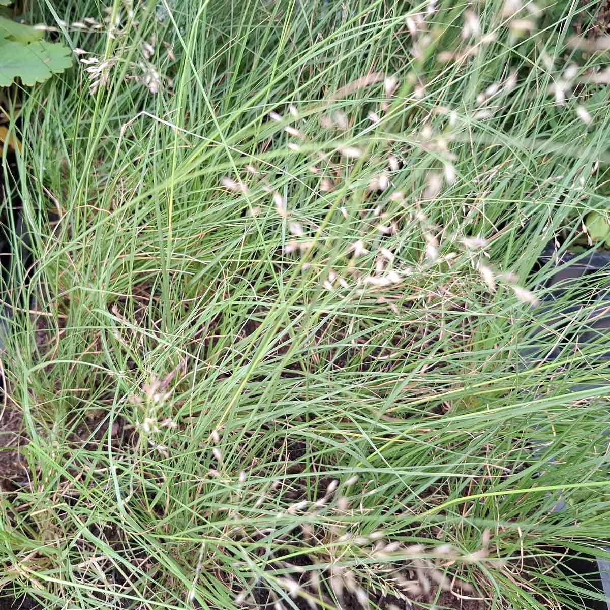 Sporobolus heterolepis P9