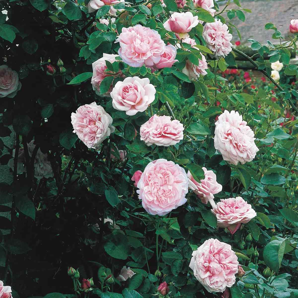 Rosa St. Swithun (Auswith)