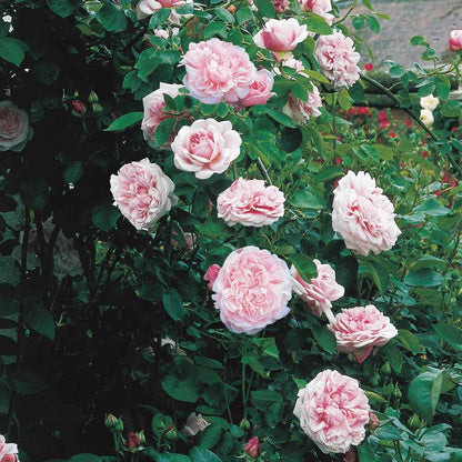 Rosa St. Swithun (Auswith)