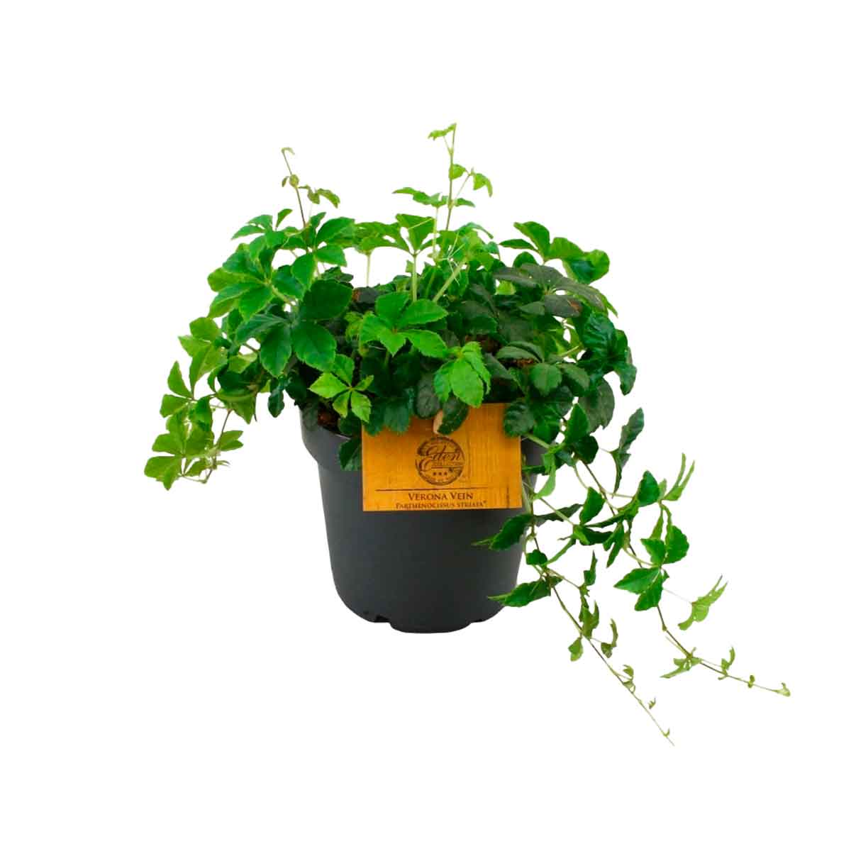 Other green plants 'Sugar Vine' 12cm