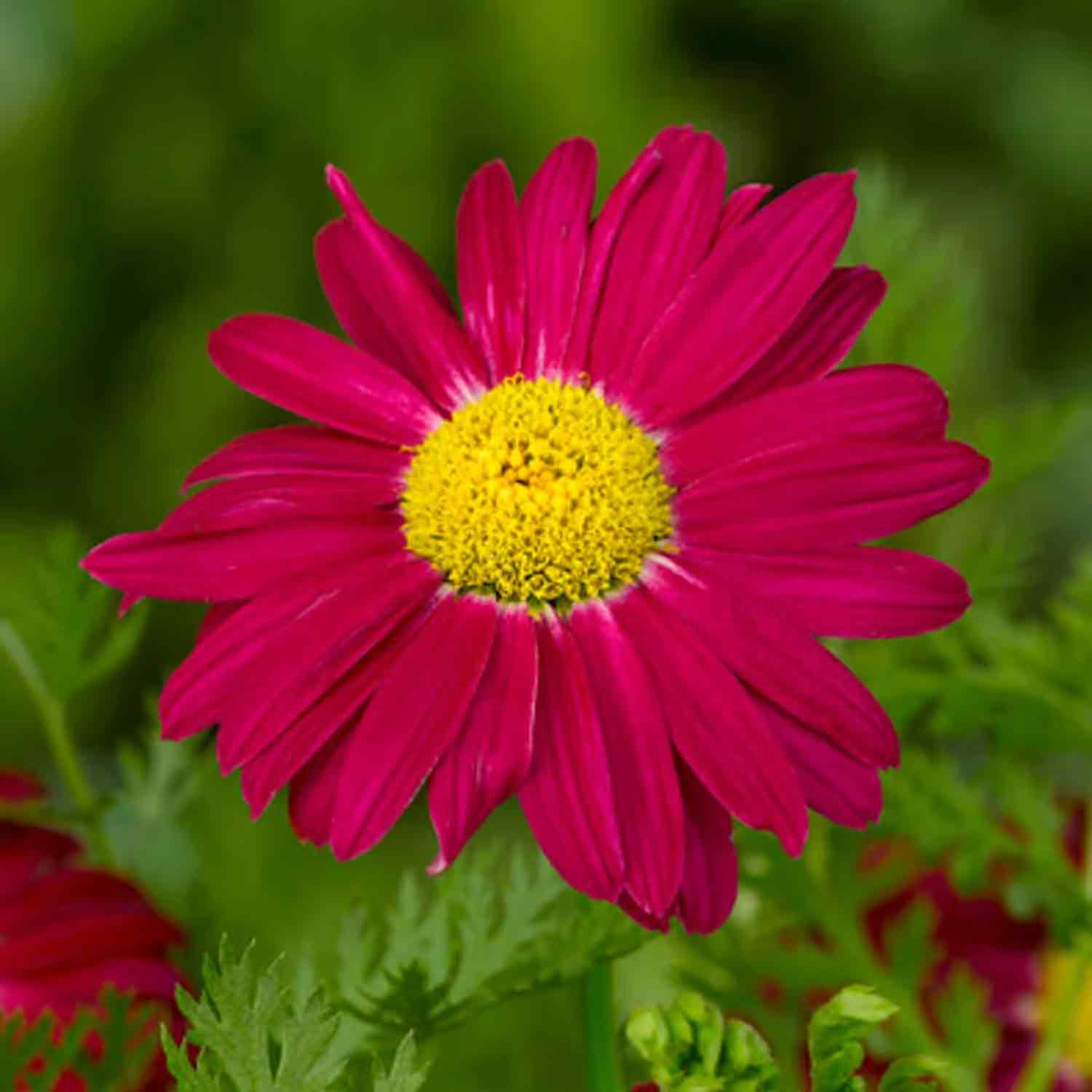 Tanacetum (C) 'Robinson's Red' P9