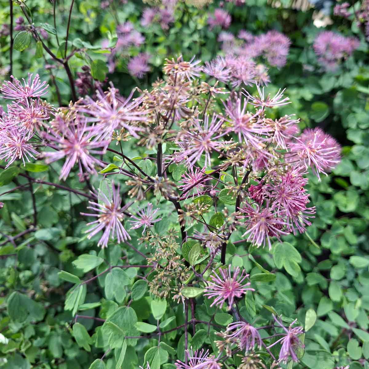 Thalictrum 'Little Pinkie' C3