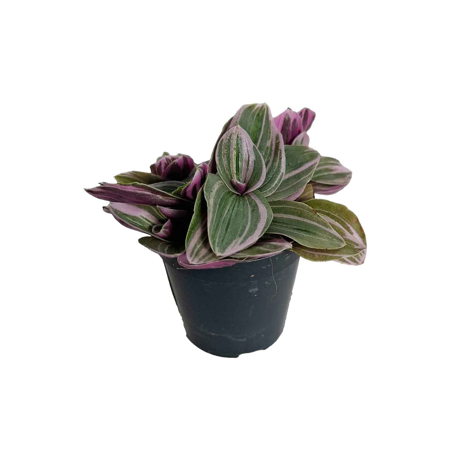 Tradescantia cerinthoides Sweetness 5,5cm