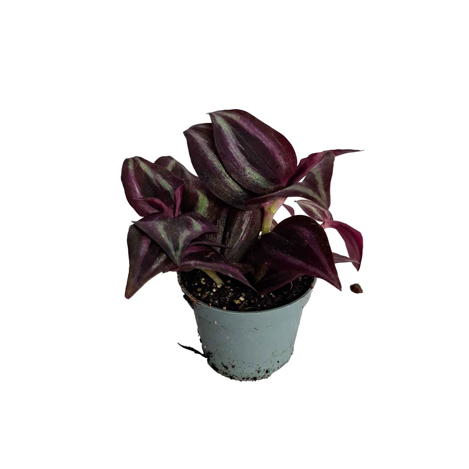 Tradescantia zebrina 6cm