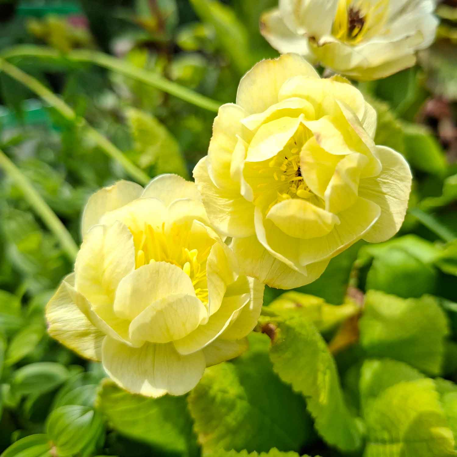 Trollius hybrid 'Cheddar' 1L