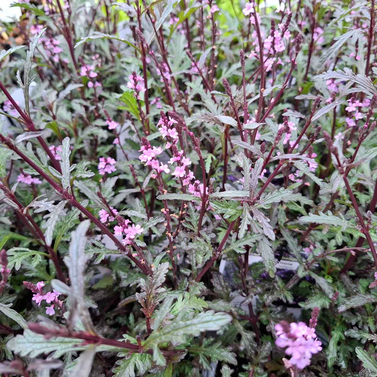 Verbena Off. 'Bampton'