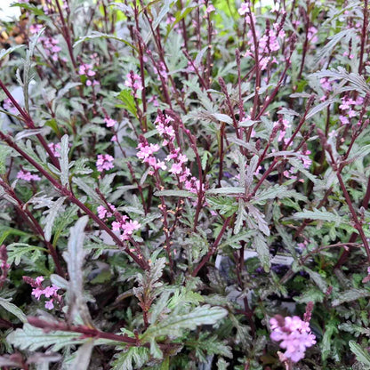 Verbena Off. 'Bampton'