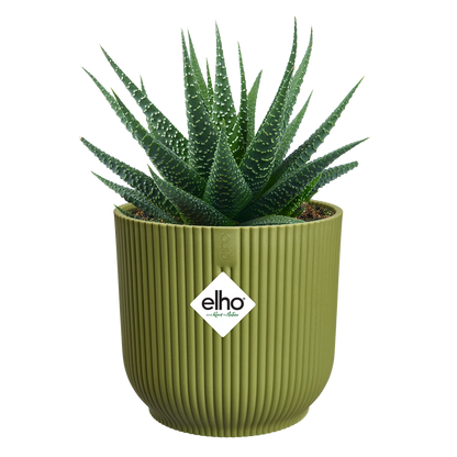 vibes fold round mini 7 fern green