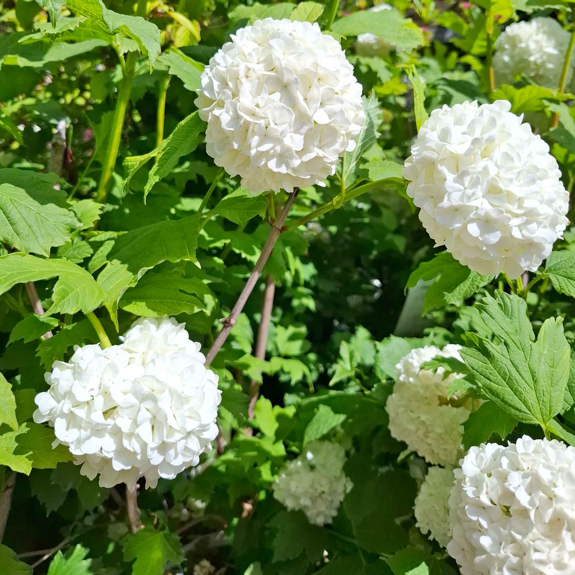 Viburnum opulus 'Roseum' 40/50 C5