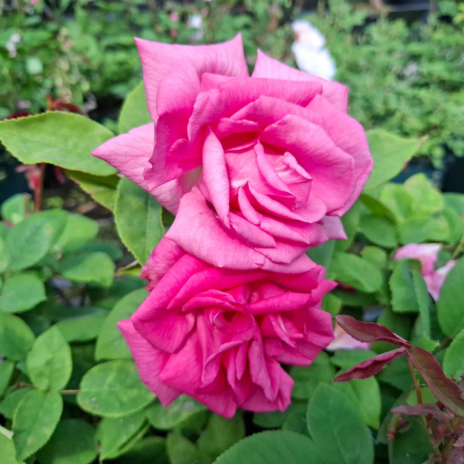 Climbing rose 'Zephirine Drouhin'